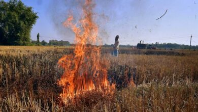 इस साल लुधियाना में अब तक पराली जलाने के 560 मामले आ चुके हैं सामने