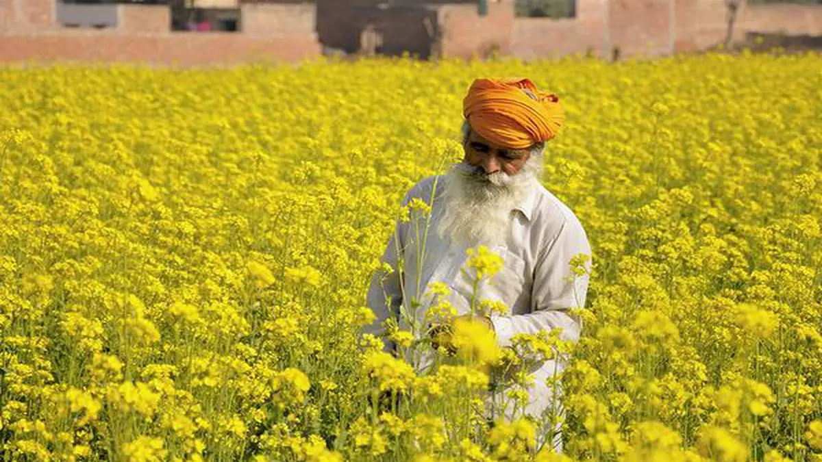 पंजाब में फसल विविधीकरण को बढ़ावा देने के लिए मुफ्त में किया गया सरसों के बीज का वितरण