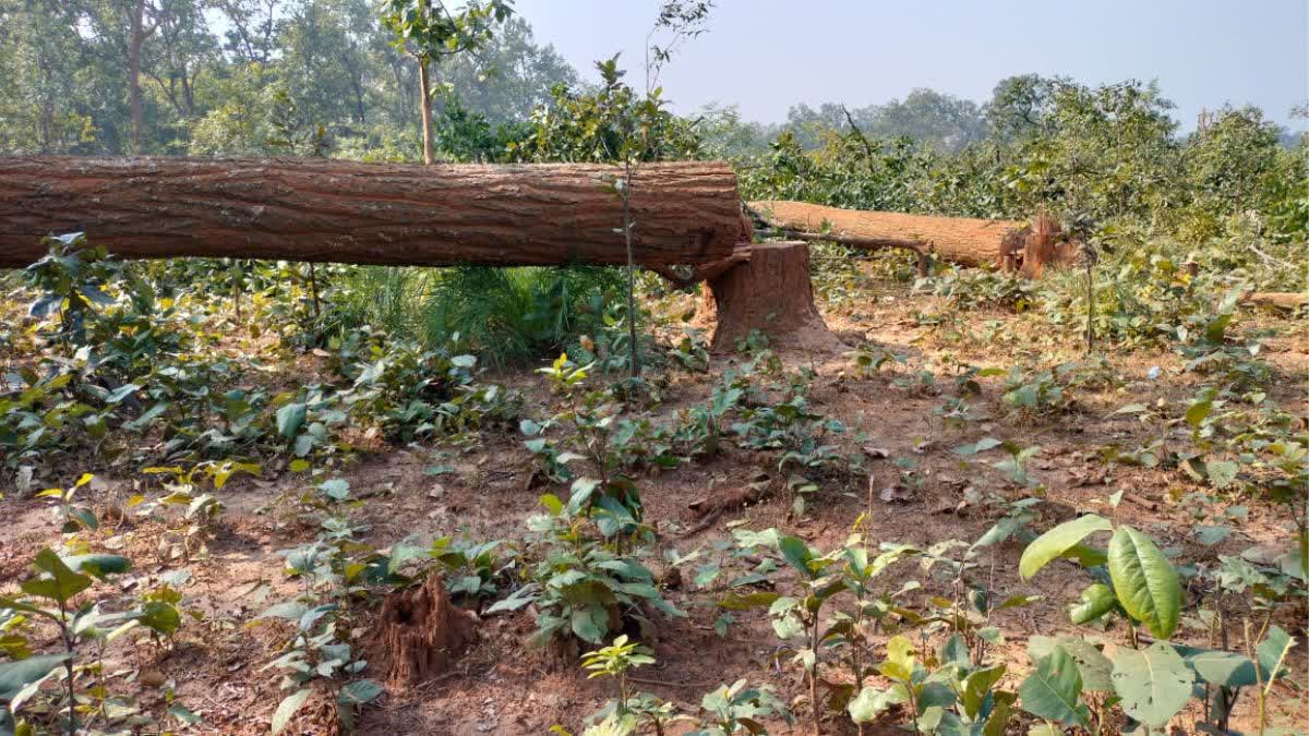 कलेशर जंगल में पेड़ों की अवैध कटाई पर बोले वन मंत्री, अवैध माइनिंग की होगी जांच